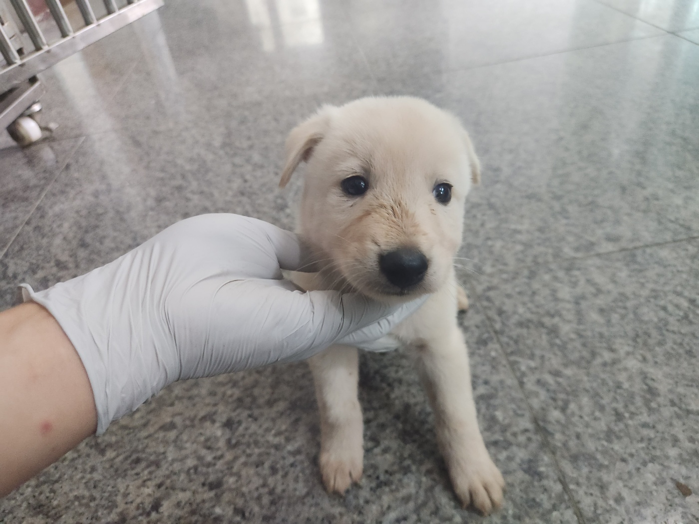광주 동물보호소_429359202300281